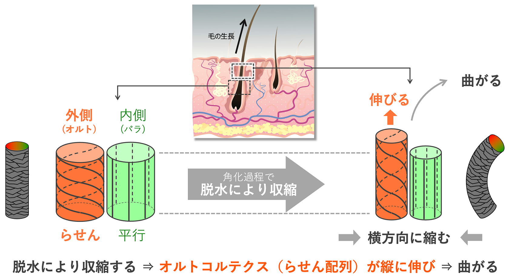 花王の顔｜くせ毛・ツヤに一石二鳥「毛髪制御は水に学べ」