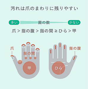 手指の汚れの残りやすい場所の模式図（手の甲と手のひら）  菌の数が多い順番：爪＞指の腹＞指の間≧ひら＞甲 結論：汚れは爪のまわりに残りやすい