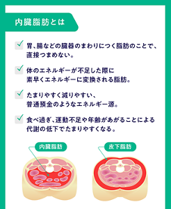 内臓脂肪とは ・胃、腸などの臓器のまわりにつく脂肪 ・体のエネルギーが不足した際に素早くエネルギーに変換される脂肪 ・たまりやすく減りやすいエネルギー源 ・代謝の低下でたまりやすくなる