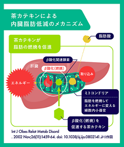 茶カテキンによる内臓脂肪低減メカニズムのイメージ図  茶カテキンを摂取すると、肝臓のミトコンドリアにおいて、β酸化関連酵素が活性化され、摂取した脂肪が効率よく燃焼。内臓脂肪として蓄積されにくくなる。