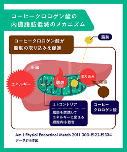 コーヒークロロゲン酸の内臓脂肪低減メカニズムのイメージ図  コーヒークロロゲン酸は肝臓に運ばれた脂質や糖類を燃焼させるミトコンドリアの働きを活発にして、脂質の取り込みを促進する。