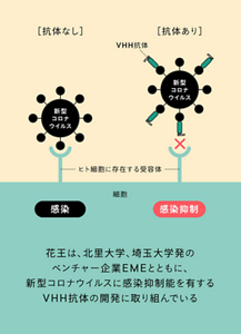 抗体なしと抗体ありのイラスト　[抗体なし]　感染　[抗体あり]　VHH抗体　感染抑制　花王は、北里大学、さいたま大学発のベンチャー企業EMEとともに、新型コロナウイルスに感染抑制能を有するVHH抗体の開発に取り組んでいる
