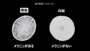 髪の断面(イメージ) 黒髪 メラニンがある 白髪 メラニンがない