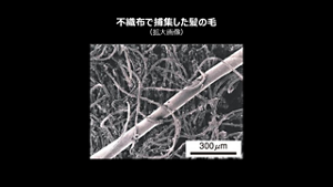 不織布で捕集した髪の毛（拡大画像）