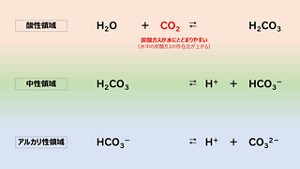 酸性領域 炭酸ガスが水にとどまりやすい（水中の炭酸ガズの存在比が上がる） 中性領域 アルカリ性領域