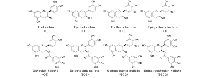 花王 栄養代謝の研究開発 茶カテキンとは 花王 栄養代謝の研究開発 茶カテキンとは