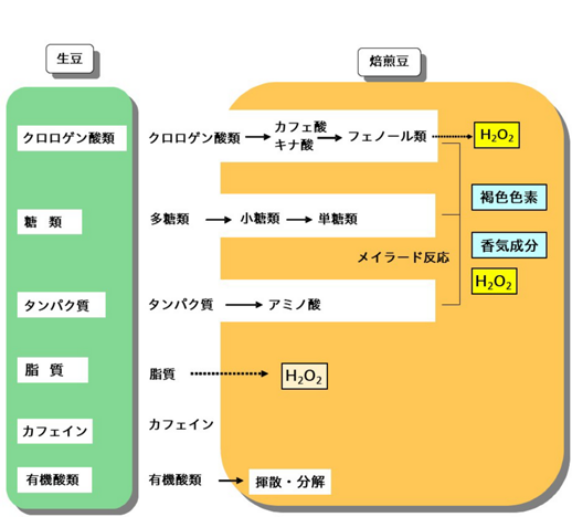 花王 栄養代謝の研究開発 コーヒー機能性成分の探求