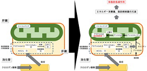クロロゲン酸類の体脂肪低減メカニズム