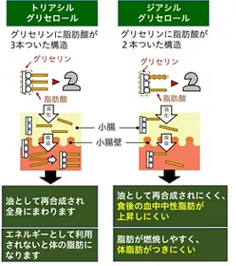 図2　グリセリンに脂肪酸が3本ついた構造のトリアシルグリセロールと、脂肪酸が2本ついた構造のジアシルグリセロールの違いを説明する図。トリアシルグリセロールは油として体内に貯蔵され、全身に分布します。エネルギーとして利用されないと体の脂肪になる。一方、ジアシルグリセロールは油として貯蔵されにくく、消化吸収後に分解されエネルギーとして消費されやすい構造のため、体に脂肪がつきにくい。