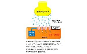 花王 | 栄養代謝の研究開発 | 乳由来スフィンゴミエリンによる運動機能