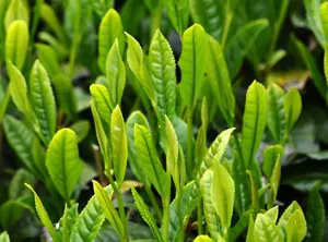 ポリフェノール研究2　茶カテキン