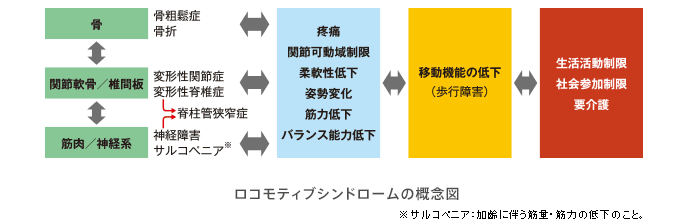 花王 | 栄養代謝の研究開発 | ロコモティブシンドロームと体の