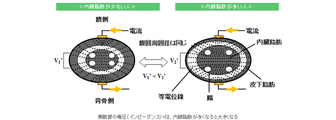 花王 | 栄養代謝の研究開発 | 内臓脂肪測定の技術開発