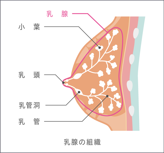 乳がんってどんな病気 花王グループ ピンクリボンキャンペーン 21 乳がんってどんな病気 花王グループ ピンクリボンキャンペーン 21