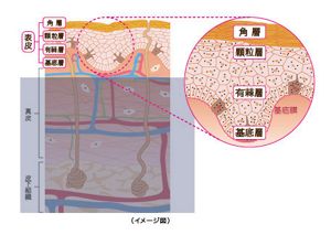 花王 | スキンケアナビ | 表皮の構造と働き