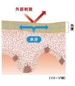 花王 | スキンケアナビ | 表皮の構造と働き