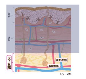 花王 | スキンケアナビ | 皮下組織の構造と働き