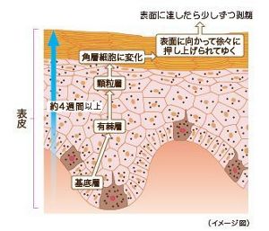 花王 | スキンケアナビ | 表皮の角化