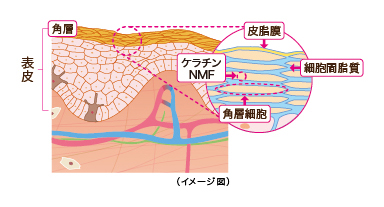 花王 スキンケアナビ うるおいを保つしくみ