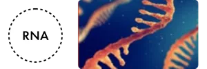 RNA