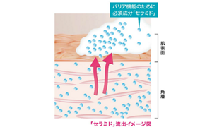 セラミド流出イメージ
