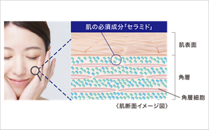 セラミドが角層を満たし、肌のバリアが整って健やかに保たれている状態を示すイメージ