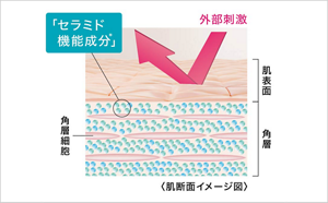 セラミドが角層を満たし、外部刺激を跳ね返す健やかな肌バリアイメージ