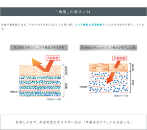 「角層」の働きとは 皮膚の最表面にある、平均でわずか約0.02ミリの薄い膜。バリア機能と保湿機能という大切な役目を果たしています。 乾燥しがちで、外部刺激を受けやすい肌は、「角層保湿ケア」から見直しを。