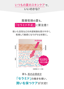 いつもの夏のスキンケアで、いいのかな？ 酷暑乾燥の夏も、「セラミド不足」に要注意！ 乾いた空気などの外部刺激を受けやすく、乾燥して敏感になりがちな状態に。夏も、肌の必須成分「セラミド」の働きを補い、潤いを保つケアが大切！