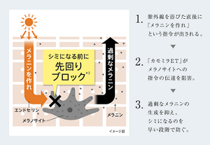 1.紫外線を浴びた直後に 「メラニンを作れ」という指令が出される。 2.「カモミラET」がメラノサイトへの 指令の伝達を阻害。 3.過剰なメラニンの生成を抑え、 シミになるのを早い段階で防ぐ。
