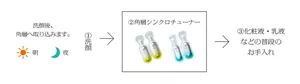 ①洗顔　朝晩の洗顔後、角層に取り込みます。②角層シンクロチューナー③化粧液・乳液などの普段のお手入れ
