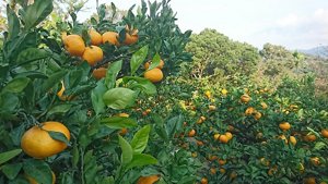 みかん畑