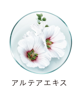 花王 ALBLANC（アルブラン） 成分・技術情報