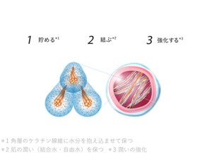 ＊1 角層のケラチン線維に水分を抱え込ませて保つ   ＊2 肌の潤い（結合水・自由水）を保つ  ＊3 潤いの強化