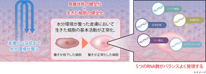 ＊イメージ
