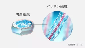 角層細胞　ケラチン線維　※画像はイメージ