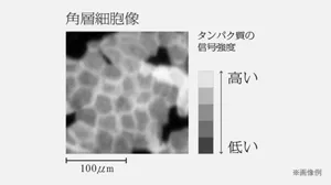 角層細胞像　タンパク質の信号強度　※画像例