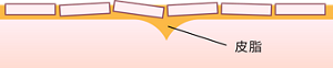 皮脂