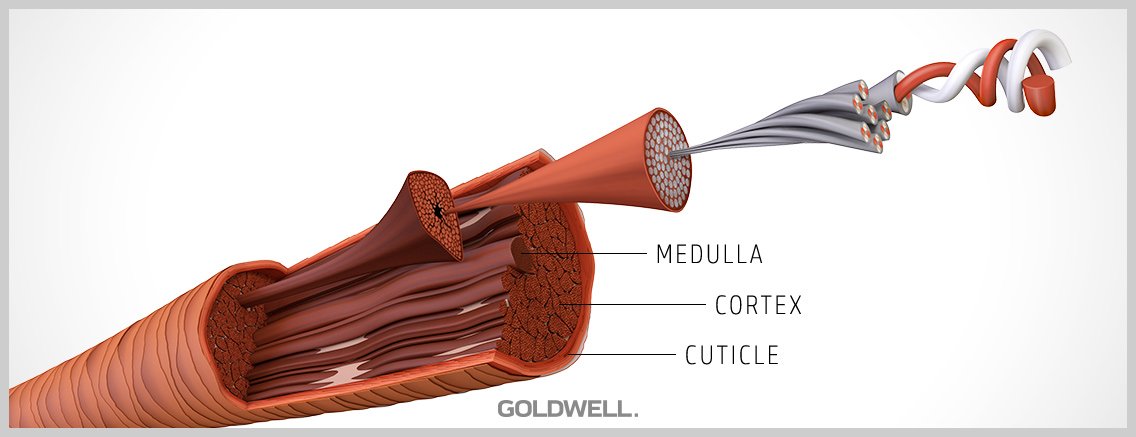 Hair properties / what are the properties of hair? Goldwell Hair properties / what are the properties of hair? Goldwell