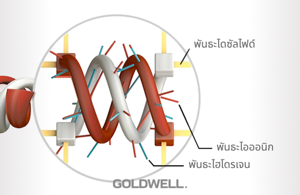 เกลียวแอลฟา (ALPHA-HELIX) 