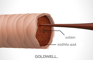 คอร์เทกซ์ (CORTEX) 