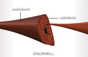 เซลล์คอร์เทกซ์ (CORTICAL CELL) 
