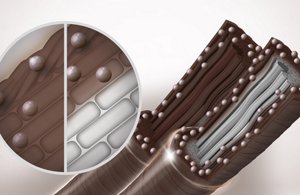 Two brown hair with inner stem. One with grey stem inside, with brown dropplet inside