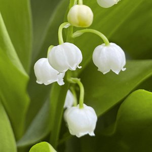 Flowers of lily of the valley