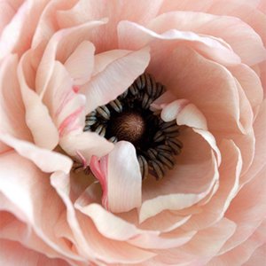 Close up of a blooming pink peony