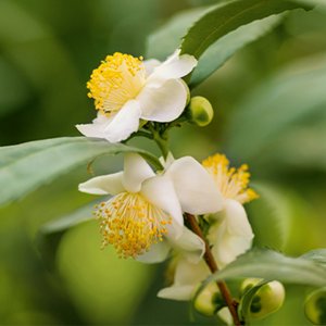 White tea leaf plant blooming