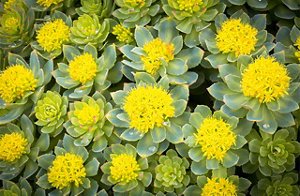Succulents blooming in yellow
