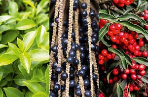 White tea leaves, acai stems with berries, cranberry bush