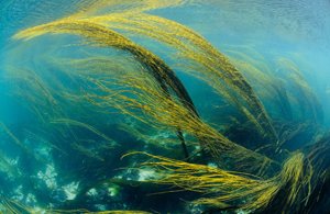 an underwater landscape with wavy seaweed which symbolizes the goldwell new marine bamboo technology