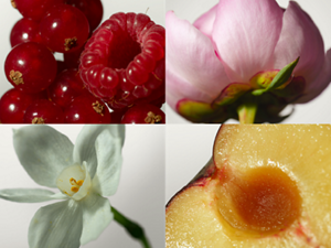 JF_2026_Nav_Bar_HP_Template_Recovered_ESG_Tout_3_Fragrance